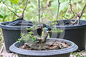 Antidesma acidum - Linh sam during the bonsai formation process photo