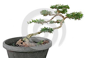 Antidesma acidum or Linh sam in bonsai style photo