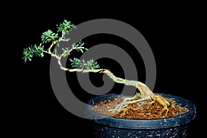 Antidesma acidum ,Linh sam In process to bonsai photo