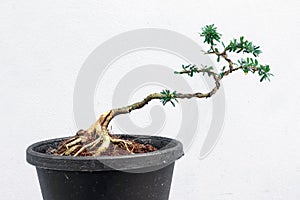 Antidesma acidum ,Linh sam In process to bonsai photo