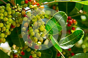 Antidesma puncticulatum Thailand fruit