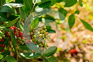 Antidesma puncticulatum Thailand fruit