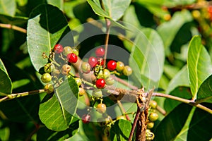 Antidesma puncticulatum Thailand fruit