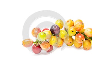 Antidesma velutinosum Blume Fruit on white background