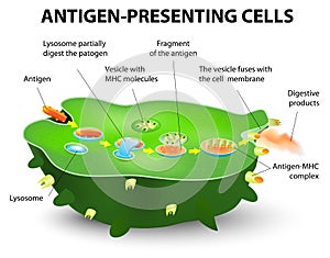 Antigen-presenting cell