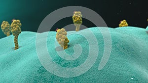 Antigen presenting cells