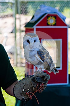 Antigo, Wisconsin, USA, August 14, 2021: barn owl Tyto alba at Raptor Education Group Inc REGI