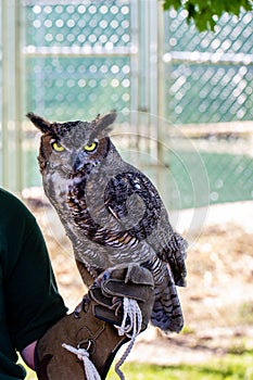Antigo, Wisconsin, USA, August 14, 2021: Great Horned Owl Bubo virginianus at Raptor Education Group Inc REGI photo