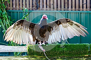 Antigo, Wisconsin, USA, August 14, 2021: turkey vulture Cathartes aura at Raptor Education Group Inc REGI photo