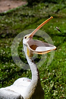 Antigo, Wisconsin, USA, August 14, 2021: White Pelican Pelecanus erythrorhynchos at Raptor Education Group Inc REGI photo