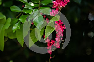 Antigonon leptopus, commonly known as coral vine, queen`s wreath,Coralita, Cadena de Amor in the Philippines, bee bush in many