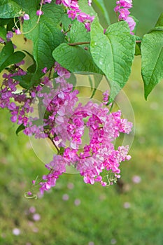 Antigonon leptopus ,flower pink