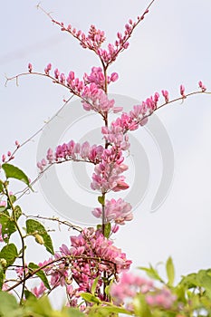 Antigonon leptopus Hook