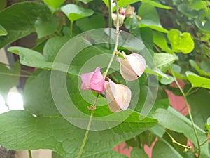 Antigonon leptopus pink flowers are blooming in the yard