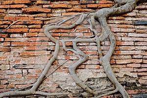 Antiguo,Tree trunks climb on the red brick wall