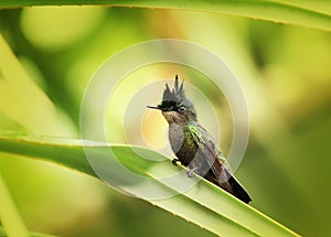 Antillean Crested Hummingbird photo