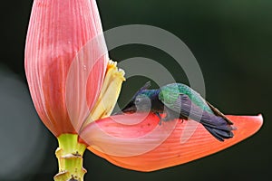 Antillean crested hummingbird feeding from banana flower, Grenada island, Grenada