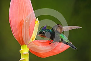 Antillean crested hummingbird feeding from banana flower, Grenada island, Grenada