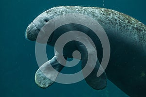 Antillean manatee (Trichechus manatus manatus).