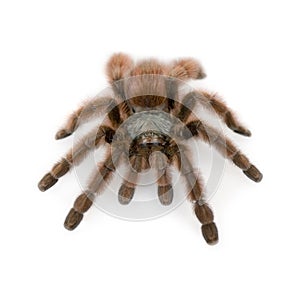 Antilles pinktoe tarantula photo