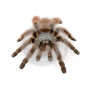 Antilles pinktoe tarantula