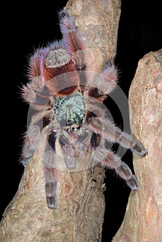 Antilles Pinktoe Tarantula