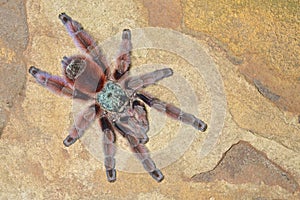 Antilles Pinktoe Tarantula photo