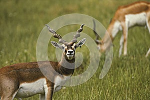 Antilope photo