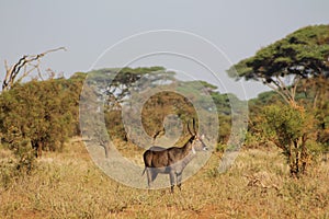 Antilope in Africa savanna wildlife safari photo