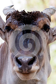 Antilope Alcina - taurotragus oryx