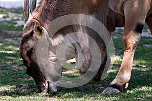 Antilope Alcina - taurotragus oryx