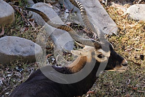 Antilope cervicapra or blackbuck antelope in the zoo.