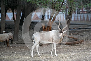 Antilope cervicapra in the zoo