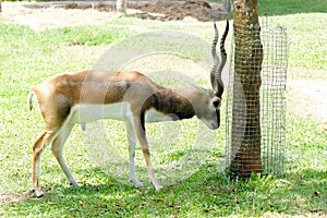 Antilope cervicapraBlackbuckin meadow