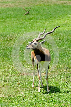 Antilope cervicapraBlackbuckin meadow at the zoo