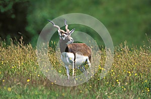 ANTILOPE CERVICAPRE antilope cervicapra