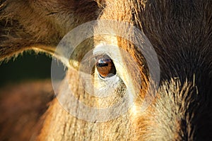 Antilope eye photo