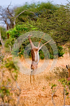 Antilope giraffe