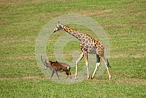 Antilope and Giraffe walking