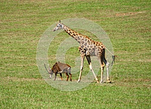 Antilope and Giraffe walking