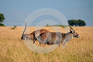 Antilope - Kobus, Uganda