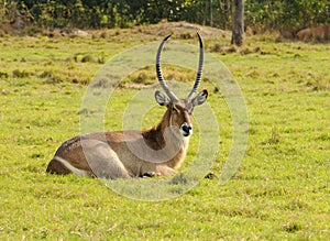 Antilope resting photo