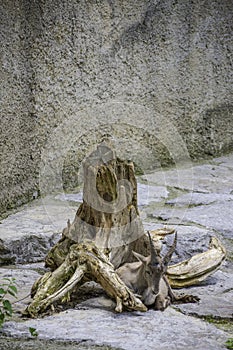 Antilope resting near a tree stock