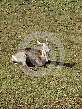 Antilope saber nature