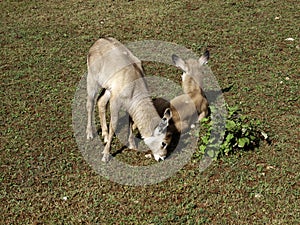 Antilope saber nature