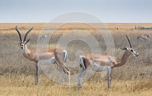 Antilope on Serengeti photo
