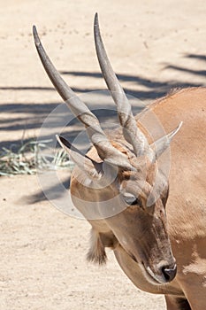 Antilope photo