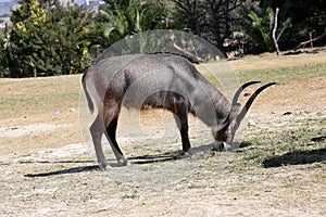 Antilope waterbuck or Kobus ellipsiprymnus