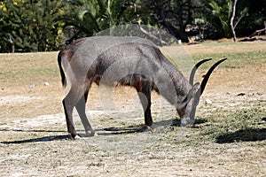 Antilope waterbuck or Kobus ellipsiprymnus