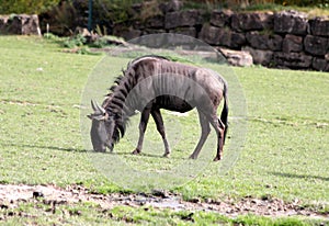 Antilope the wildebeest, also called the gnu